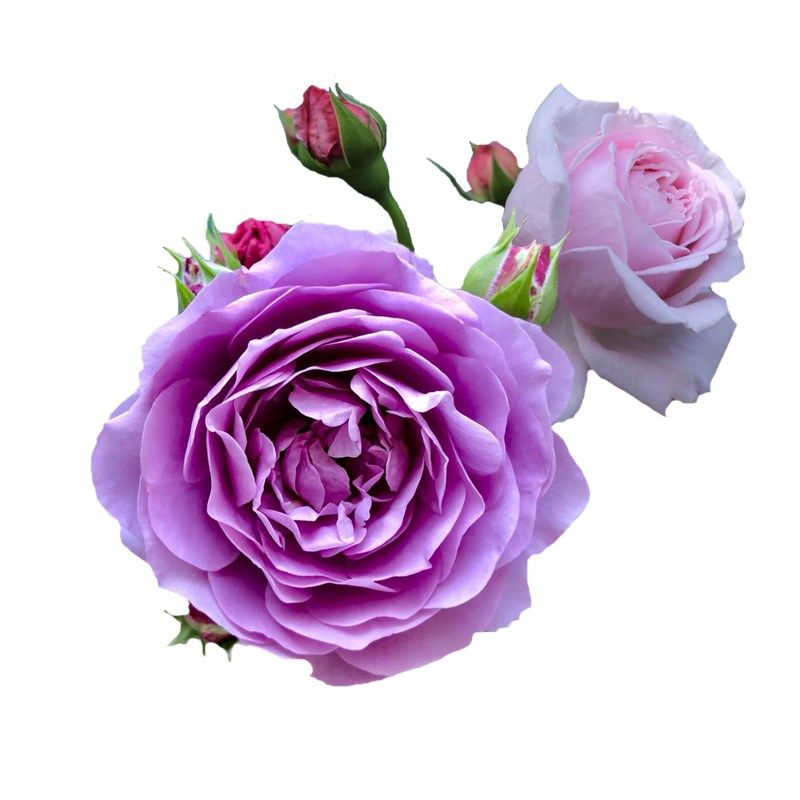 欧月特大花藤本月季薰衣草花环花苗无刺爬藤蔷薇花苗阳台庭院爬墙,淘宝优惠券,粉丝福利购,淘宝优惠卷