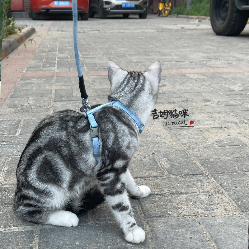 做工很棒遛猫绳可调节猫咪牵引绳套装小狗绳渐层色工字抱婴袋防,淘宝优惠券,粉丝福利购,淘宝优惠卷