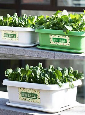 种菜专用箱泡沫阳台种菜t盆长方形塑料花盆家庭蔬菜种植盆种菜神