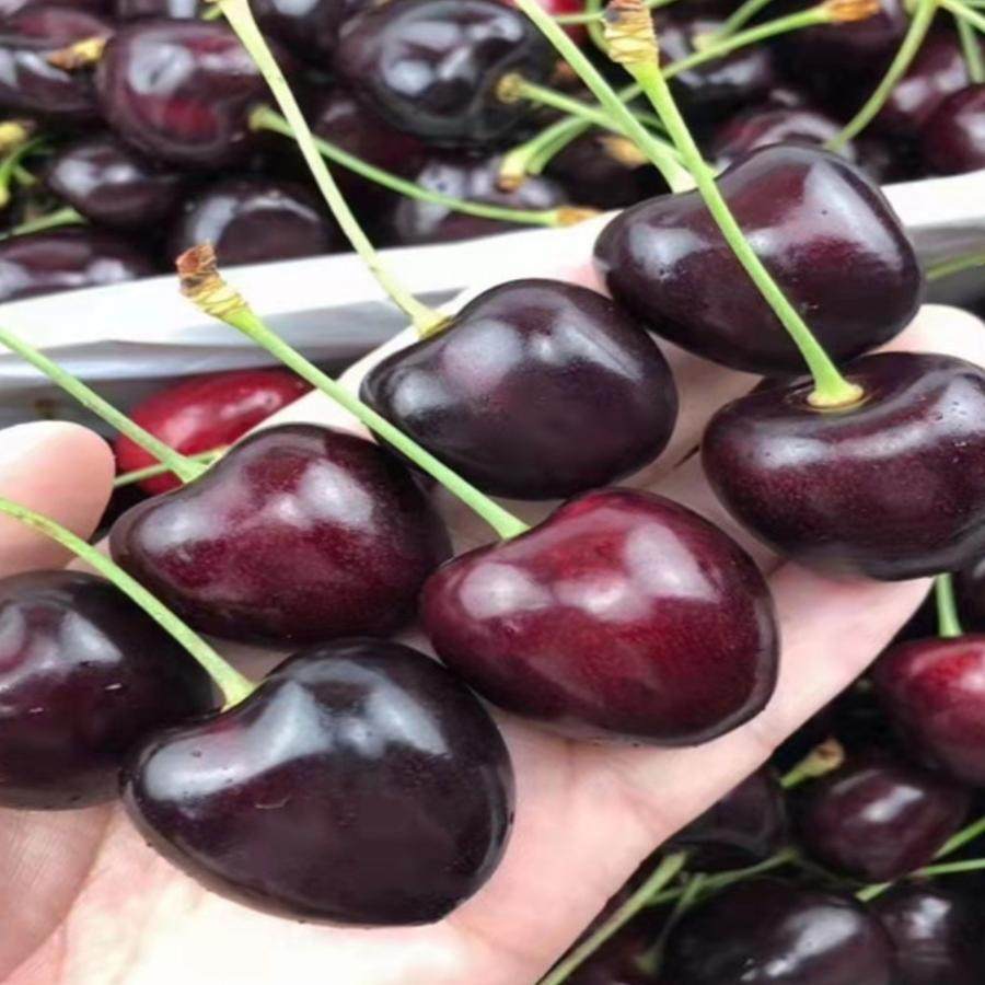 现货科迪亚新西兰进口车厘子新鲜水果kordia大樱桃原箱礼盒装顺丰,淘宝优惠券,粉丝福利购,淘宝优惠卷