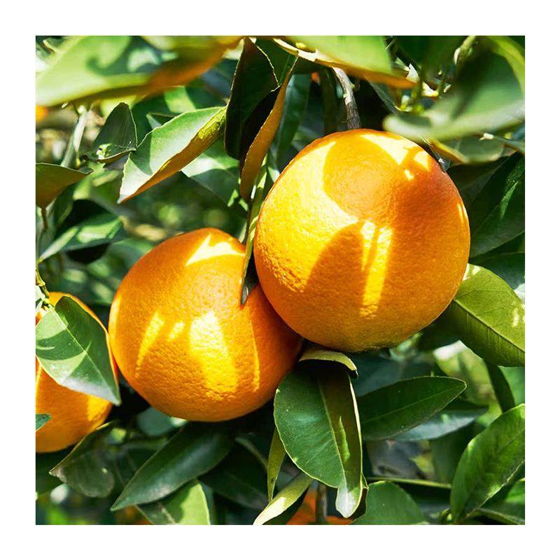 百果园店正宗江西赣南脐橙当季时令新鲜水果橙子4.5斤水果礼盒装,淘宝优惠券,粉丝福利购,淘宝优惠卷