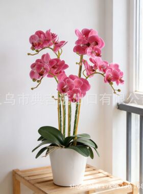 仿真蝴蝶兰盆花3d立体显纹花瓣高级陶瓷感黑色花盆客厅摆件批发