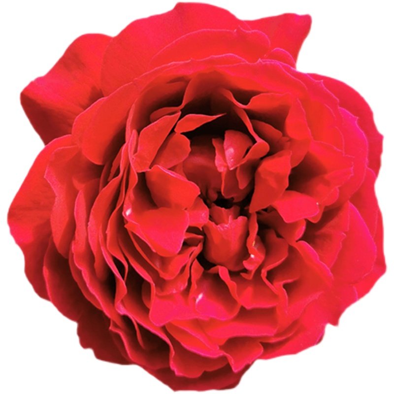 雷叔的花园佛罗仑蒂娜月季花苗正红色爬藤拱门围墙花栏造型盆栽地,淘宝优惠券,粉丝福利购,淘宝优惠卷