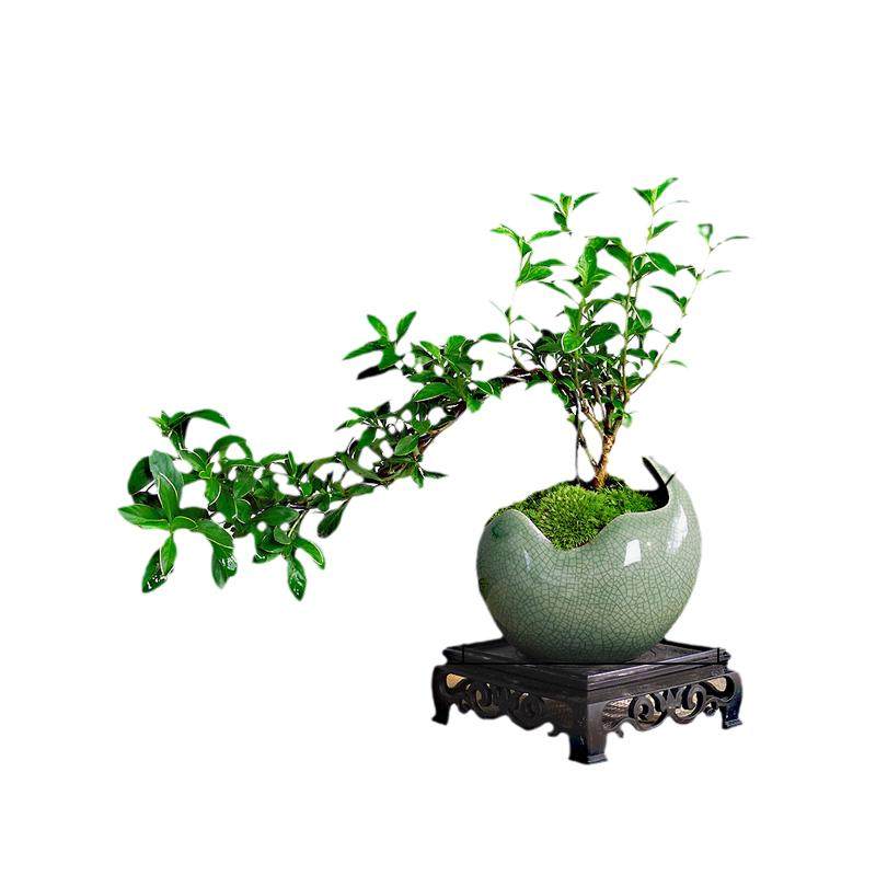 六月雪盆景悬崖红花茶桌禅意室内窗台小绿植物办公室茶几桌面盆栽,淘宝优惠券,粉丝福利购,淘宝优惠卷