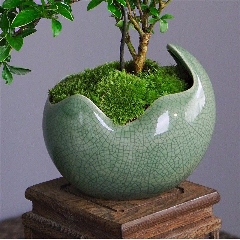 六月雪盆景悬崖红花茶桌禅意室内窗台小绿植物办公室茶几桌面盆栽,淘宝优惠券,粉丝福利购,淘宝优惠卷