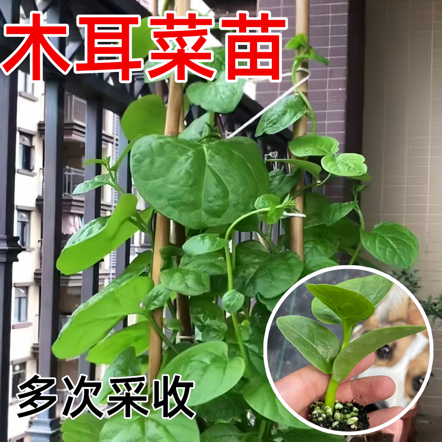 大叶木耳菜苗爬藤青菜秧四季阳台盆栽蔬菜种苗高产易种植圆叶肉厚,淘宝优惠券,粉丝福利购,淘宝优惠卷