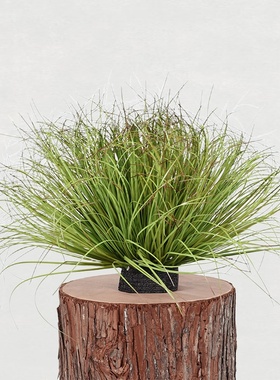 仿真蒲草假芦苇草室内家居装饰摆件摄影道具假草丛草垛假绿植造景