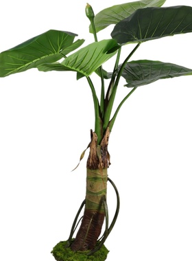 大型仿真绿植滴水观音盆栽客厅家居落地装饰摆件户外庭院造景植物