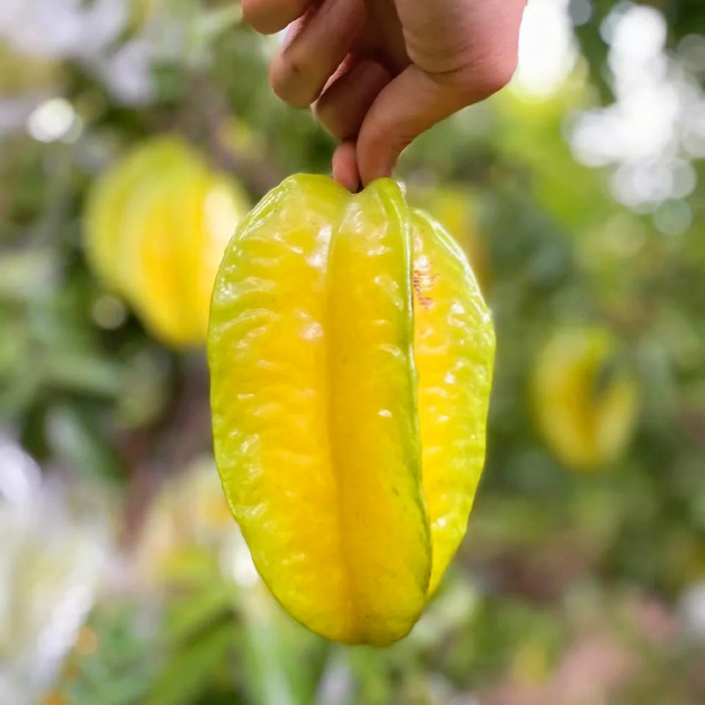 正宗福建漳州新鲜甜杨桃大果当季整箱5斤顺丰包邮孕妇水果黄洋桃,淘宝优惠券,粉丝福利购,淘宝优惠卷