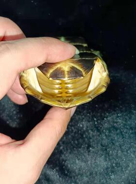 文玩干净真乌龟壳把玩盘玩手把件天然完整真龟甲家居摆件挂件包邮