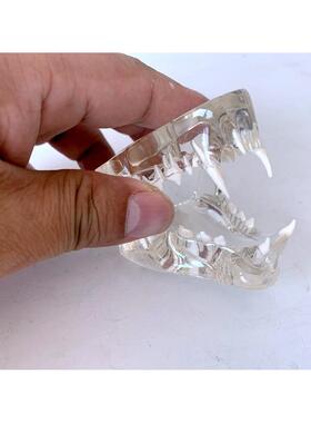 猫牙 透明猫牙 水晶猫牙 猫口腔 猫牙齿 动物模型 猫模型解剖猫