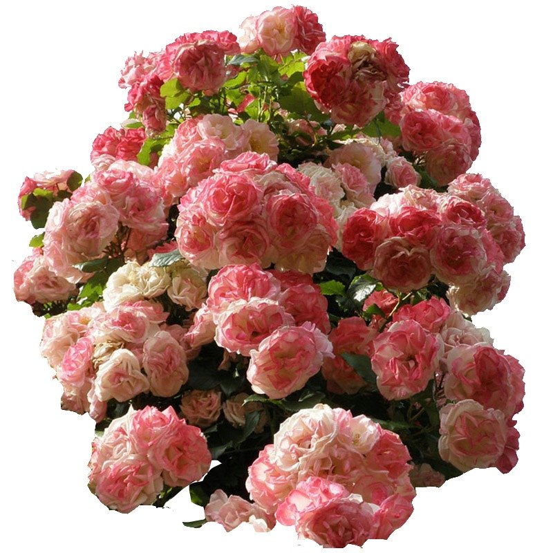 樱霞藤本月季花大苗四季阳台庭院爬藤爬墙花卉植物耐病耐热蔷薇苗,淘宝优惠券,粉丝福利购,淘宝优惠卷