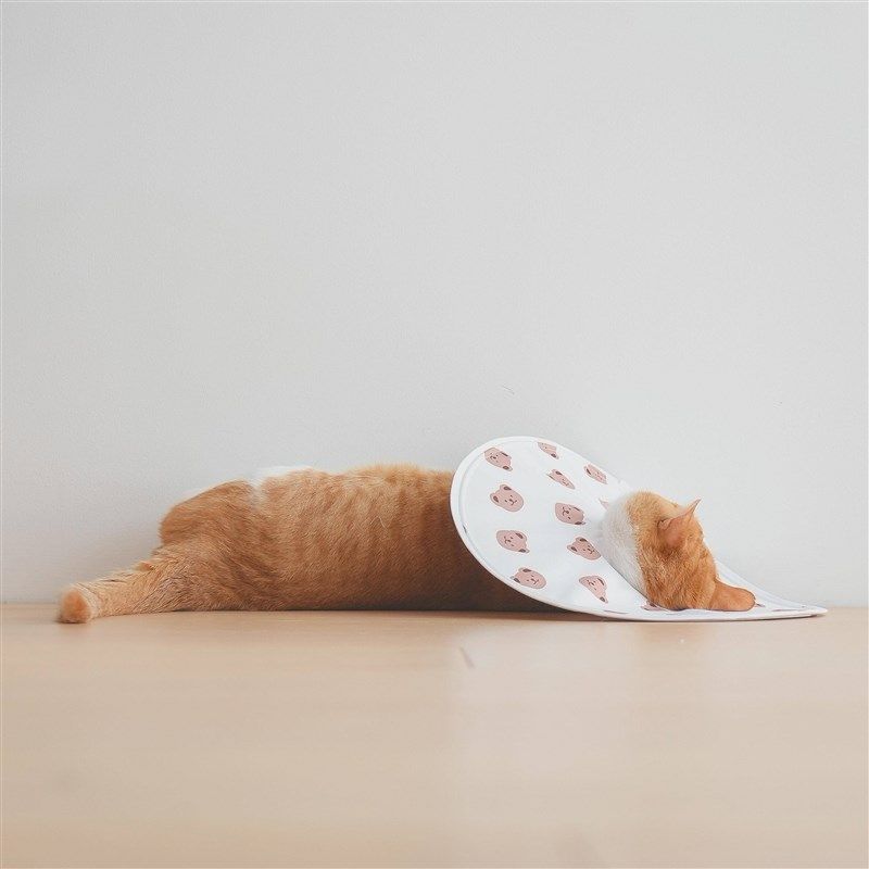 超轻薄大宠物猫咪伊加大伊丽套丽莎头白圈利狗软项防舔癣抓咬绝育,淘宝优惠券,粉丝福利购,淘宝优惠卷