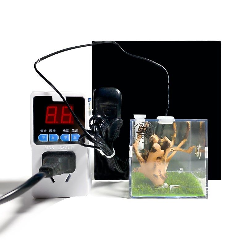 跳蛛冬季守宫爬宠温控器开关温度控制器插座宠物迷你便捷数显智能,淘宝优惠券,粉丝福利购,淘宝优惠卷