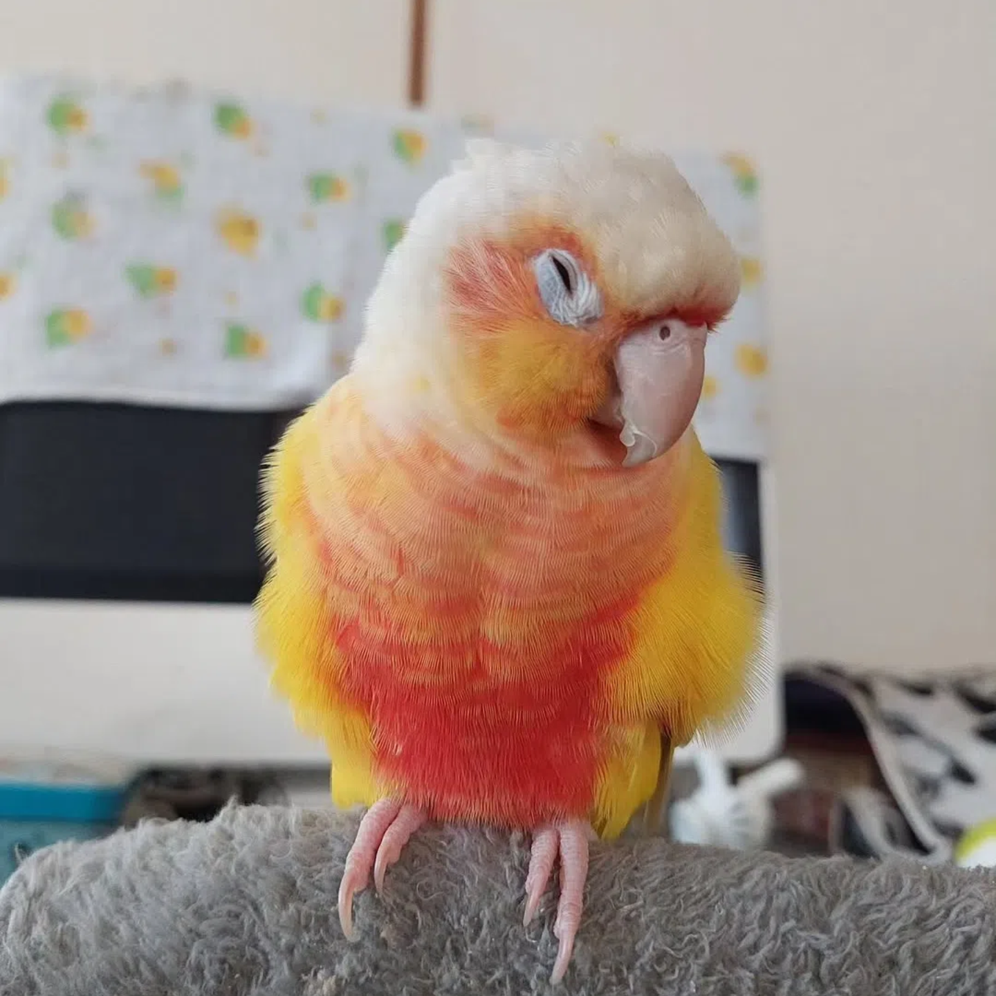 小太阳鹦鹉凤梨活鸟学说话手养亲人宠物活体小鸟宠物鸟类半毛雏鸟,淘宝优惠券,粉丝福利购,淘宝优惠卷