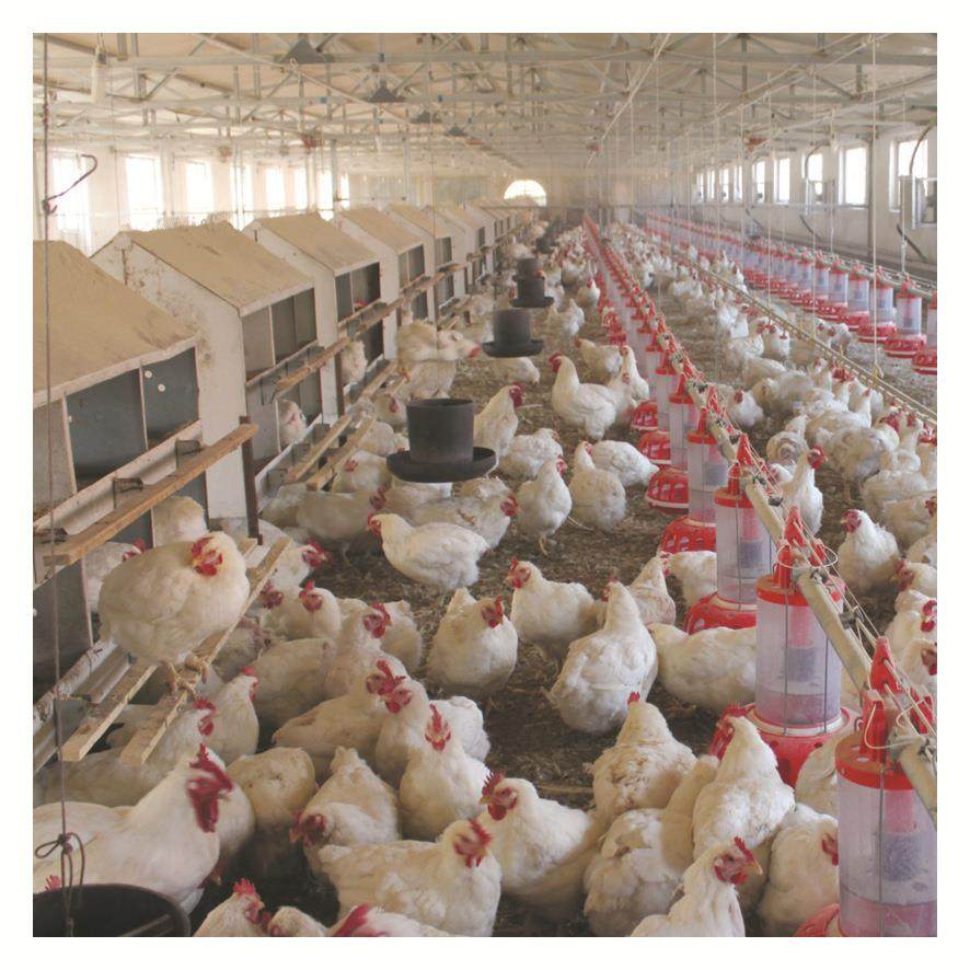 养鸡设备种鸡料线鸡用料线肉鸡料线种鸡桶式计量同步喂料厂家直供,淘宝优惠券,粉丝福利购,淘宝优惠卷