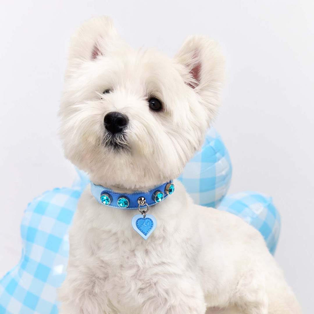 Call from Mars MarsMail pet collar traction rope large, medium and small dog walking rope cat neck collar necklace