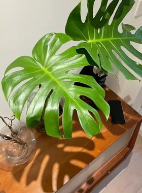 老桩龟背竹摆件北欧风大叶客厅鲜切水培室内水培摆件