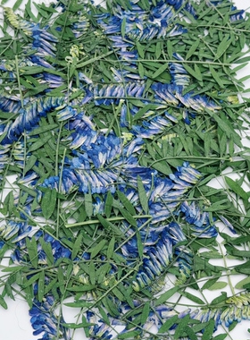 野豌豆穗压花标本蓝紫色穗状干花天然真花DIY滴胶耳环压花材料
