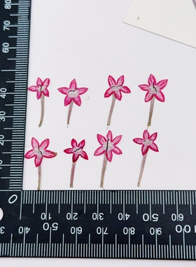五星花压花繁星花带杆押花天然真花干花DIY滴胶新娘妆美甲小花