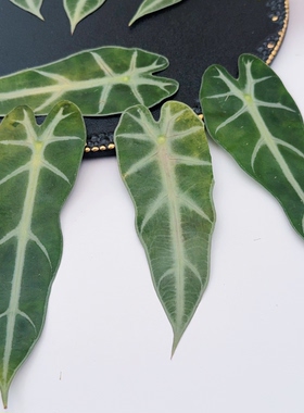 小仙女海芋叶片压花标本白脉箭形特色叶子押花书签天然植物材料