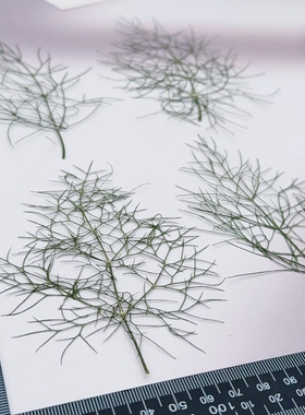 茴香压花枝叶细枝叶标本天然真叶DIY滴胶手机壳杯垫香薰蜡烛材料