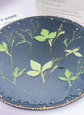 鸭儿芹压花三叶芹花穗干叶标本滴胶饰品手作材料书签相框手工素材