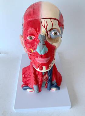 医学人体头颈部肌肉血管附脑头颅脑模型人体头部解剖大脑模型神经