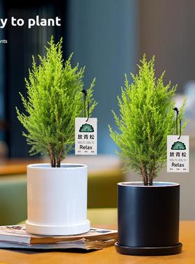 【轻松树】办公室绿植小香松放轻松打工摆件礼物情侣惊喜闺蜜