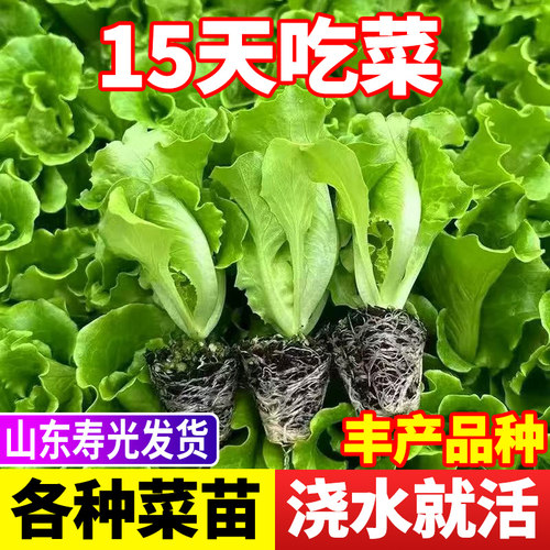 生菜苗速生生菜秧苗阳台种植易成活奶油生菜种苗子四季盆栽蔬菜苗 - 图0