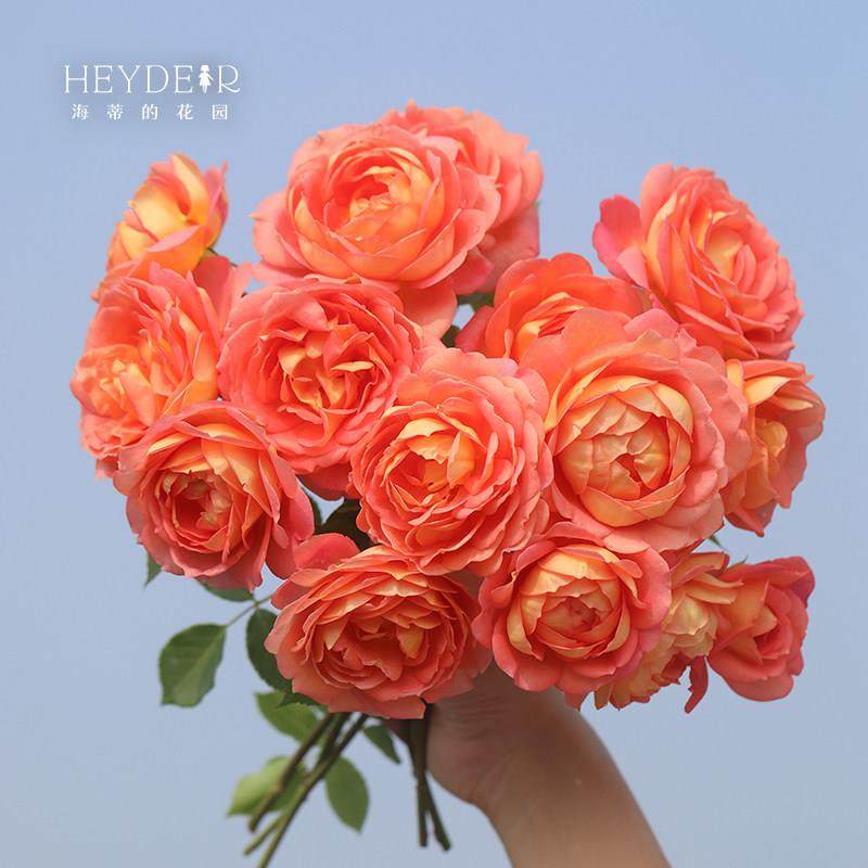 海蒂的花园夏洛特夫人英国奥斯汀藤本月季露台庭院花卉植物盆栽苗,淘宝优惠券,粉丝福利购,淘宝优惠卷