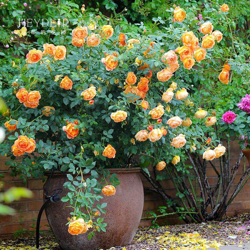 海蒂的花园夏洛特夫人英国奥斯汀藤本月季露台庭院花卉植物盆栽苗,淘宝优惠券,粉丝福利购,淘宝优惠卷