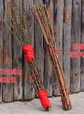 野生东老69693南木事业招财桃桃树枝家用乔安宅迁旺财惊吓客厅玄