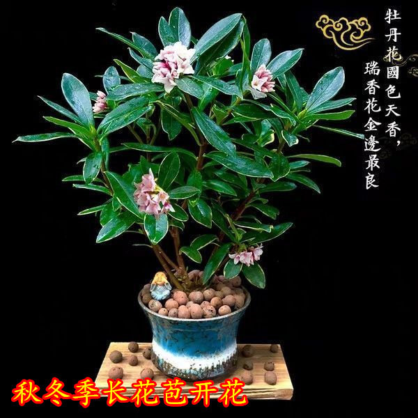 金边瑞香盆栽带盆含花苞室内外观赏植物易养护耐寒春节开花年宵花,淘宝优惠券,粉丝福利购,淘宝优惠卷