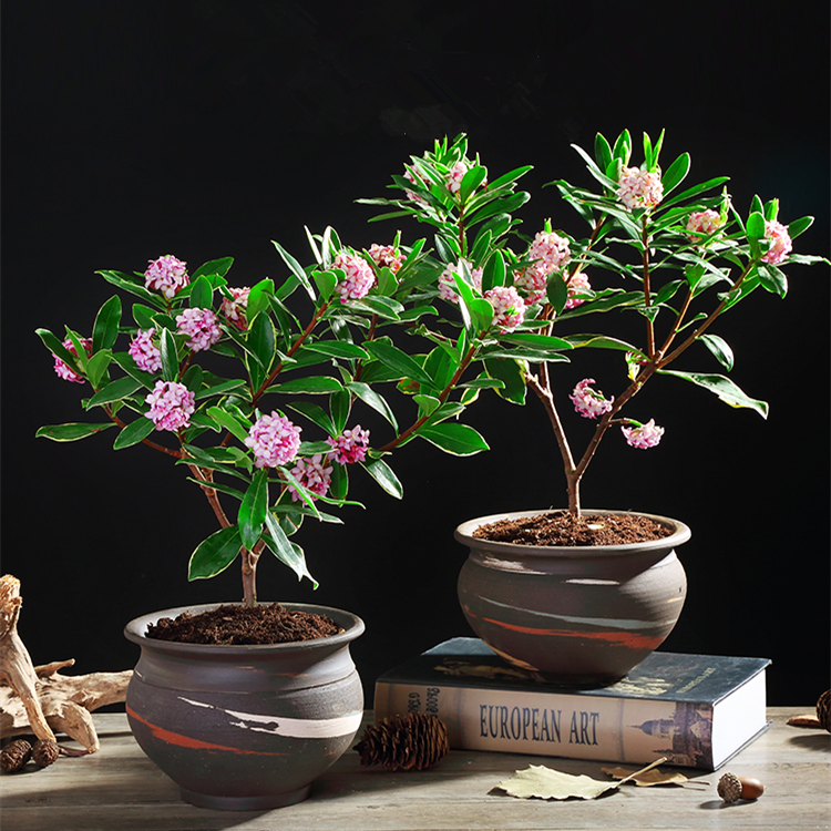 金边瑞香盆栽带盆含花苞室内外观赏植物易养护耐寒春节开花年宵花,淘宝优惠券,粉丝福利购,淘宝优惠卷