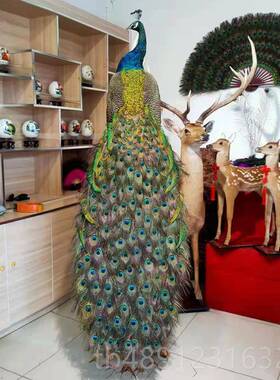 正品蓝白孔标雀本全真羽毛地件客厅酒店摆落装饰家居工艺精品开业