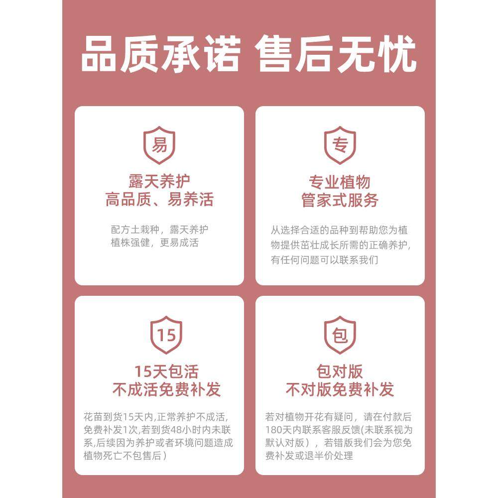 蜜桃雪山月季高档香槟玫瑰多季开花阳台盆栽户外庭院地栽灌木花卉,淘宝优惠券,粉丝福利购,淘宝优惠卷