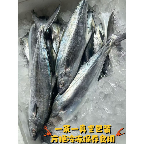 广东马宫海鲜本港大马鲛鱼切片批发海上捕捞新鲜鲅鱼蓝点白腹马鲛 - 图2