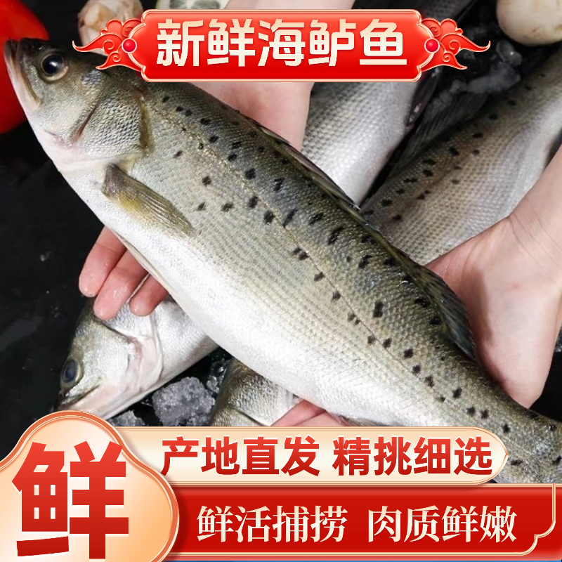 海鲈鱼新鲜超大特大花鲈鱼鲜活冷冻卢鱼七星鲈鱼海鲜水产深海鱼,淘宝优惠券,粉丝福利购,淘宝优惠卷