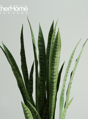 北欧落地绿植摆件 家居客厅办公室服装店装饰盆景 外母舌植物摆设