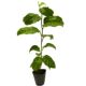 .New Taiwan Golden Honey Passion Fruit Seedlings, which bear golden fruits in the same year, Big Mac Watermelon, Durian Passion Fruit Tree