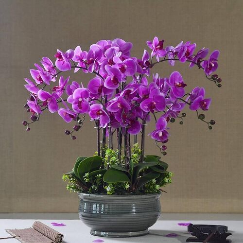 蝴蝶兰花苗包邮盆栽四季室内阳台客厅办公室桌面摆放耐寒绿植 - 图1