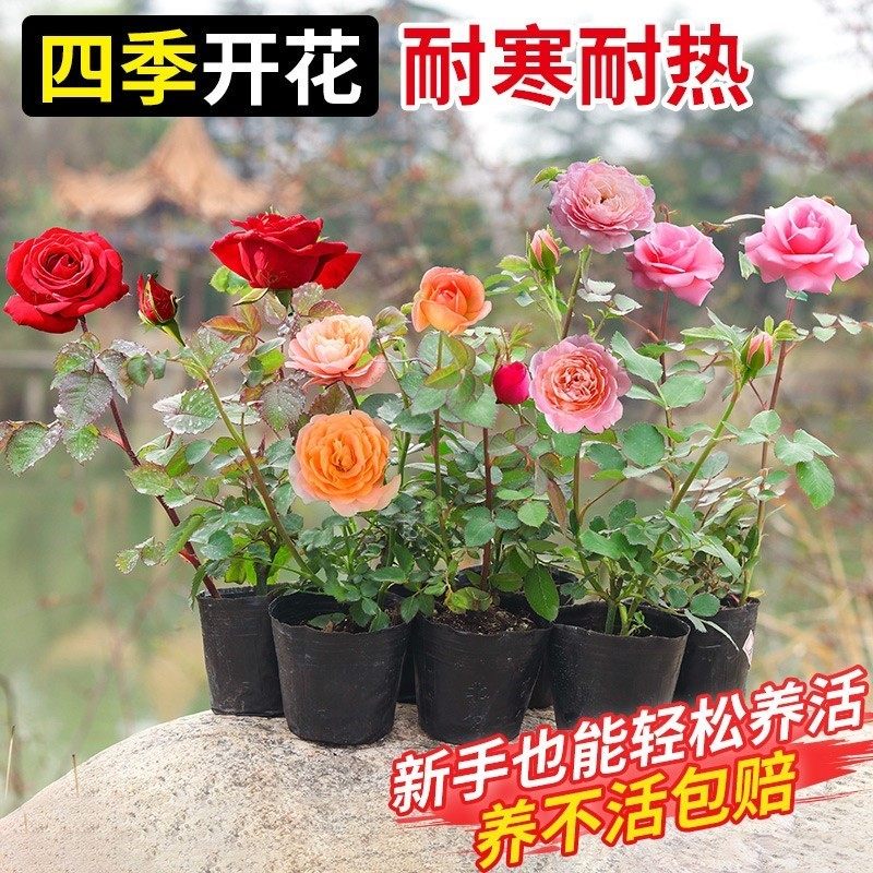 月季花苗四季花卉带花苞特大花卉爬藤小苗室内外阳台盆栽蔷薇玫瑰,淘宝优惠券,粉丝福利购,淘宝优惠卷