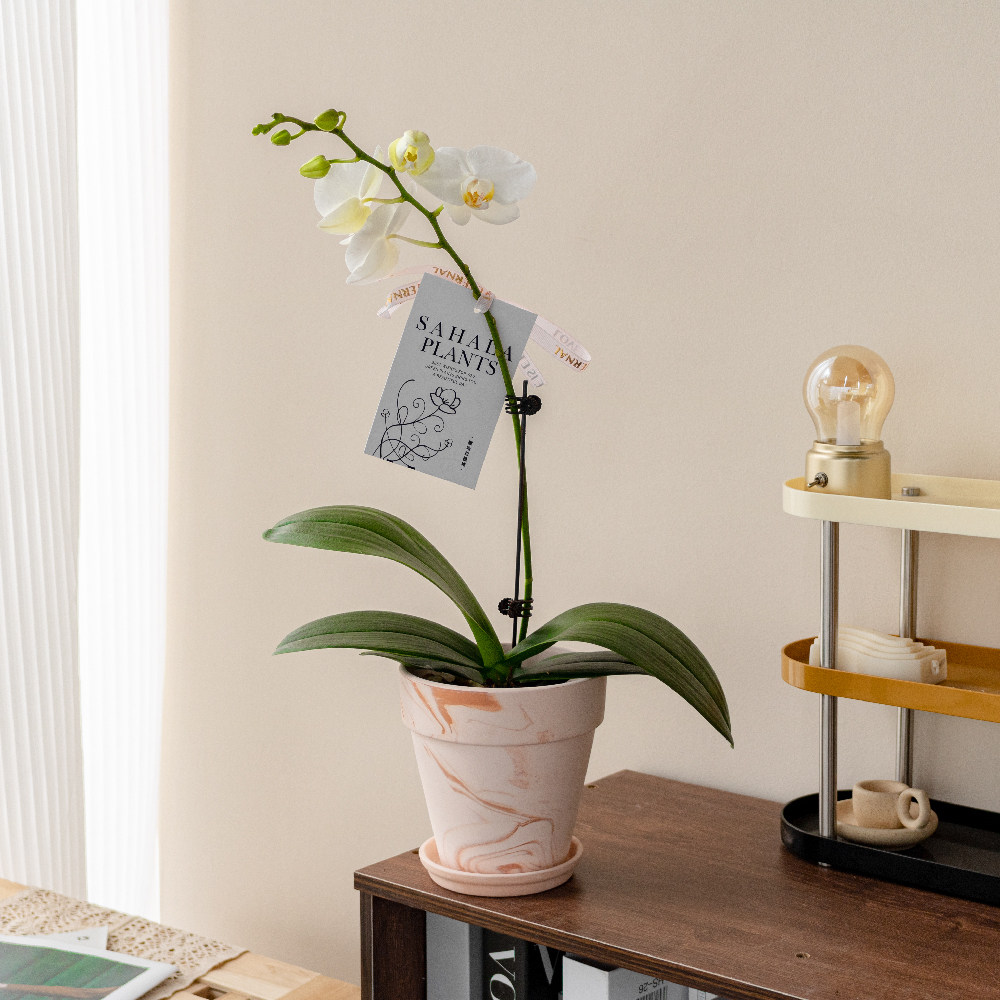 蝴蝶兰花苗鲜花盆栽带花苞花剑办公桌室内客厅懒人盆栽绿植好养活,淘宝优惠券,粉丝福利购,淘宝优惠卷