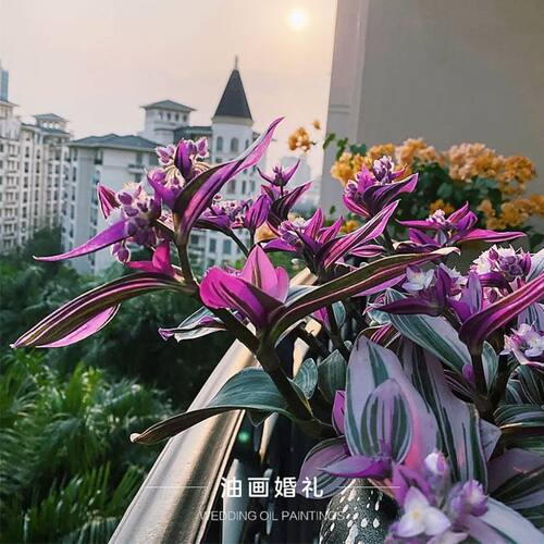 油画吊兰油画婚礼吊兰小苗专用花盆水培绿植精品进口油画吊兰大苗 - 图2