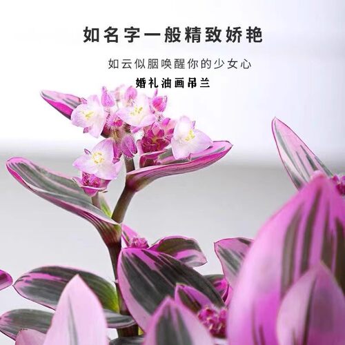 油画吊兰油画婚礼吊兰小苗专用花盆水培绿植精品进口油画吊兰大苗 - 图0