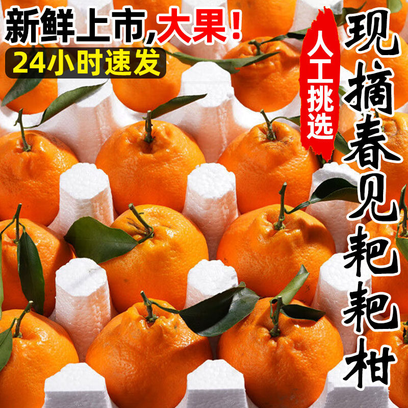 四川春见耙耙柑粑粑柑10斤新鲜水果橘子当季整箱杷杷柑丑桔子包邮,淘宝优惠券,粉丝福利购,淘宝优惠卷
