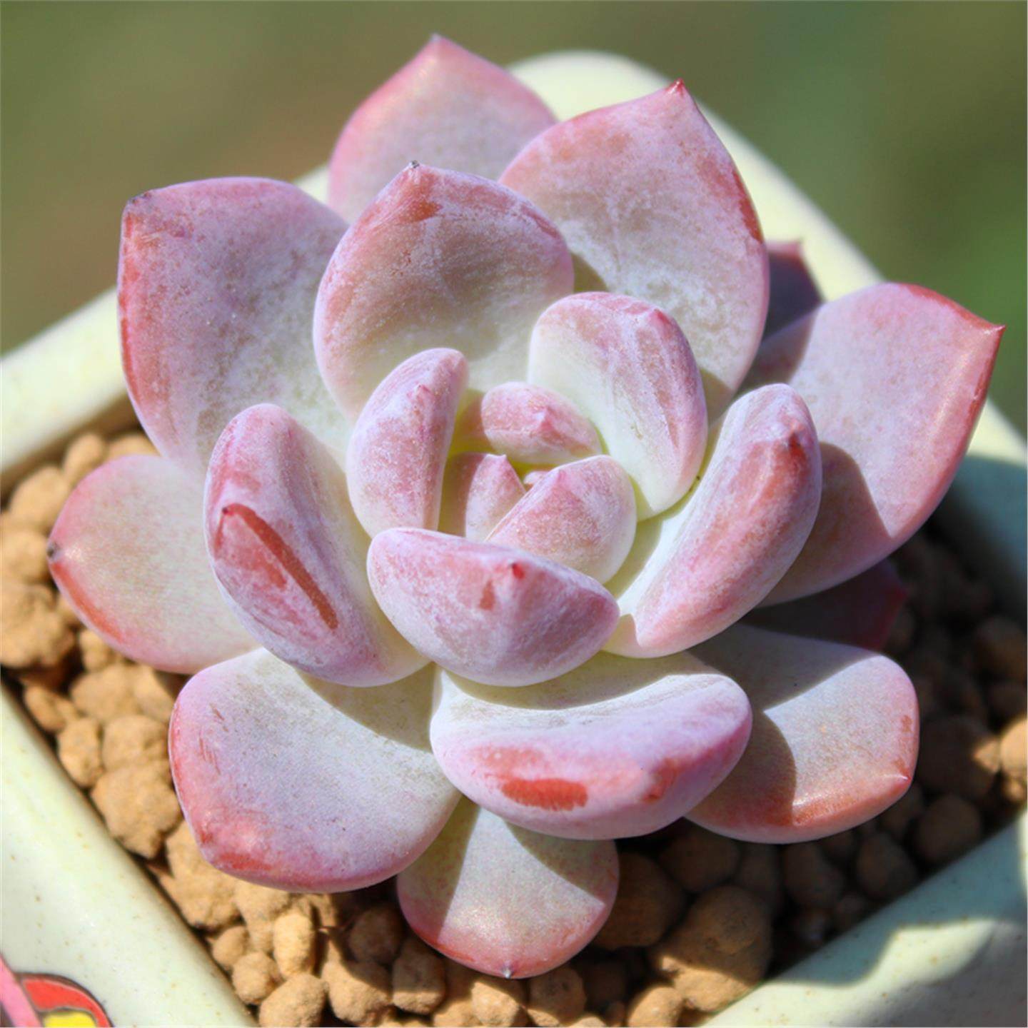 橙梦露多肉植物单头果冻色多肉盆栽肉肉花卉带盆土栽雪天使好养活,淘宝优惠券,粉丝福利购,淘宝优惠卷