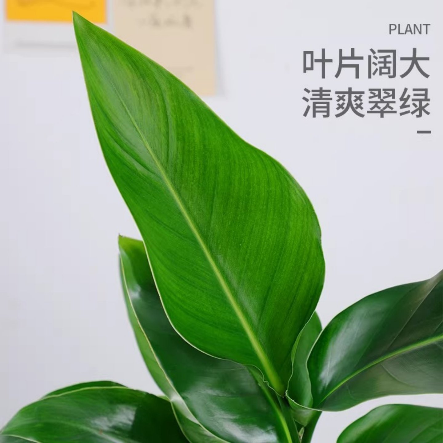 水培植物天堂鸟绿植盆栽花卉植物室内客厅无土水培龟背竹四季常绿,淘宝优惠券,粉丝福利购,淘宝优惠卷