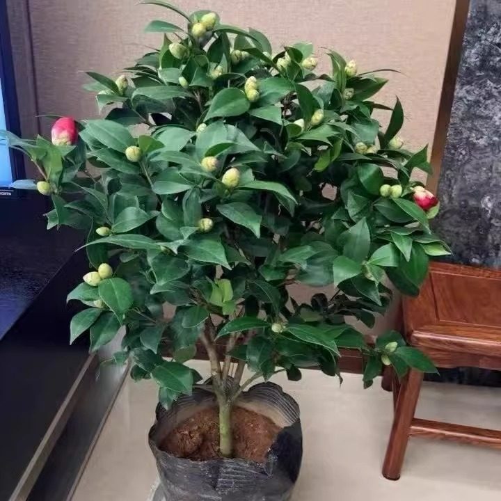 香妃山茶花盆栽带花苞五色赤丹树苗杜鹃花卉植物室内多季开花,淘宝优惠券,粉丝福利购,淘宝优惠卷